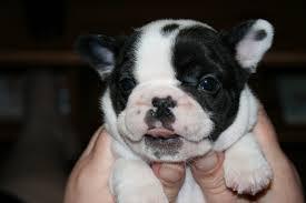 Franz�sische Bulldogge in blau oder blau