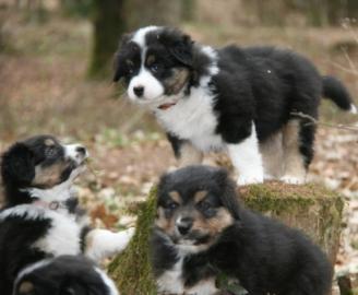 Erstklassige reinrassige Australian Shep
