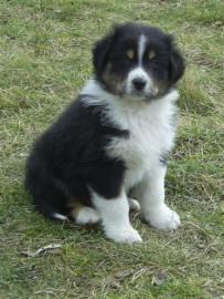 Erstklassige reinrassige Australian Shep