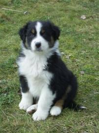 Erstklassige reinrassige Australian Shep
