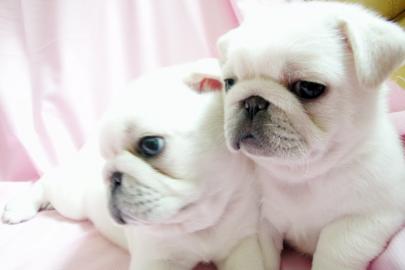 Mini Mops Welpen fur 100