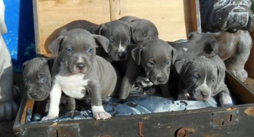 Reinrassige American Pit Bull Terrier We