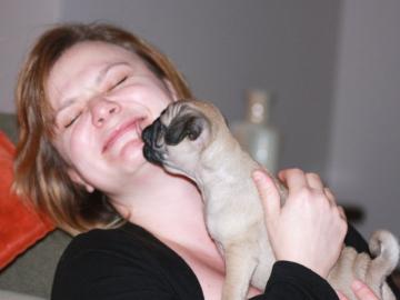 s��en wundersch�nen reinrassigen Mops