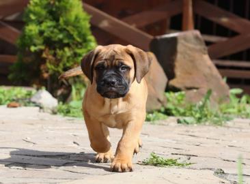 Bullmastiff  Welpen