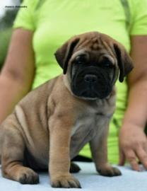 Bullmastiff  Welpen