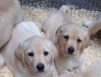 Labrador Retriever Welpen