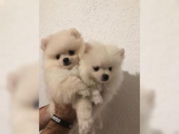 Pomeranian Zwergspitz Welpen aus deutsch