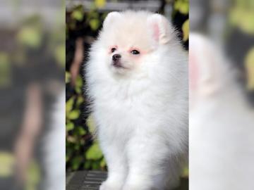 Pomeranian Zwergspitz Welpen aus deutsch