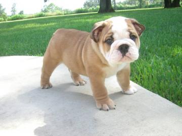 Reinrassige Englische Bulldoggen Welpen