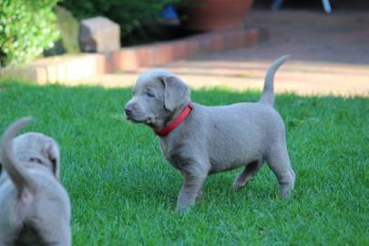 Weibliche und m�nnliche Labrador Retriev