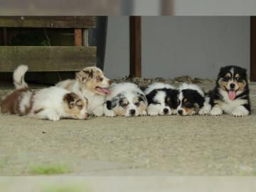 Traumhafte Australian Shepherd Welpen in