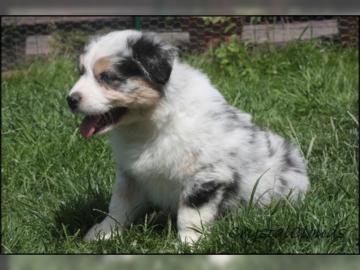 Traumhafte Australian Shepherd Welpen in