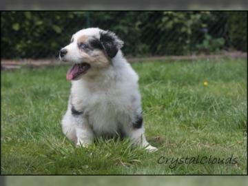 Traumhafte Australian Shepherd Welpen in