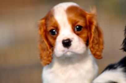 Bildsch�ne Cavalier King Charles Spaniel