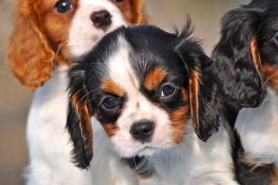 Bildsch�ne Cavalier King Charles Spaniel