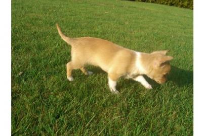 Super s��e mini chihuahua welpen mit pap