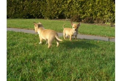 Super s��e mini chihuahua welpen mit pap