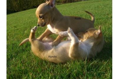 Super s��e mini chihuahua welpen mit pap