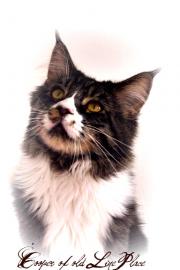 Typvolle Maine Coon Jung-Zuchtkater!!