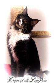 Typvolle Maine Coon Jung-Zuchtkater!!