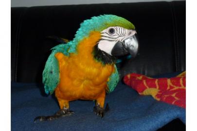 Gelbbrust Ara Hahn Jungvogel Handzah
