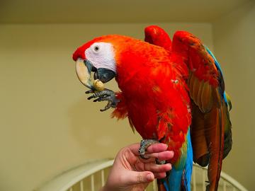 Gelbbrust Ara Hahn Jungvogel Handzah