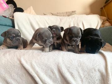 Erh?ltlich Franz?sisch Bulldogge-Welpen,
