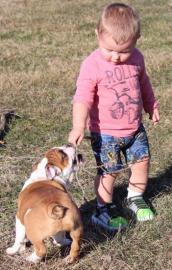 English Bulldogge Cubs