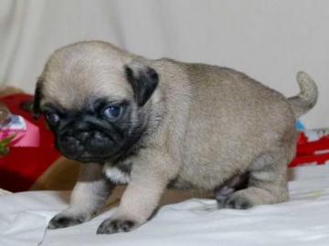Mops Welpen zur Annahme