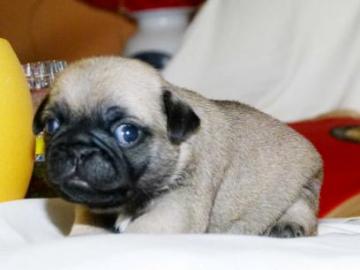 Mops Welpen zur Annahme