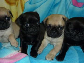 MOPS WELPEN in beige und schwarz -FREIAT