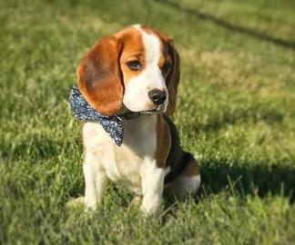 S�sse Wundersch�ne Beagle Welpen
