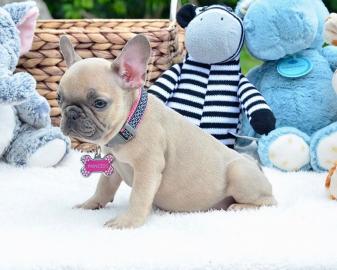 AKC reg Welpen der franz�sischen Bulldog