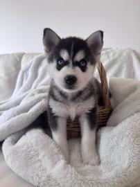 s��en Pomsky-Welpen whatsapp nummer +436