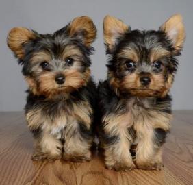 Zuckers??en Yorkshire Terrier Welpen.  Wh