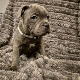 American Staffordshire Terrier Welpen Wh