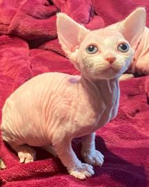Sch?ne Sphynx-K?tzchen zu verkaufen
