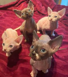 Sch?ne Sphynx-K?tzchen zu verkaufen