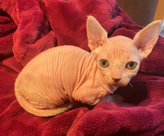 Sch?ne Sphynx-K?tzchen zu verkaufen