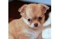 Verliehen an  sechs sch�ne Chihuahua  We