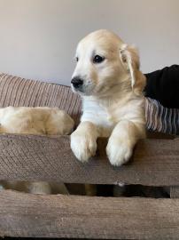 Wir haben Golden Retriever Welpen zum Ve