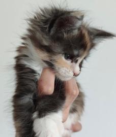 Gut erzogene Maine-Coon-K�tzchen abzugeb