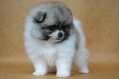 Super bildh�bsche Zwergspitz / Pomerania