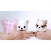 wundersch�ne wei�e Teetasse chihuahua
