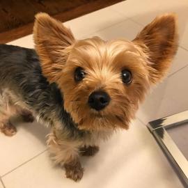 Chiot yokshire jolie pour noel