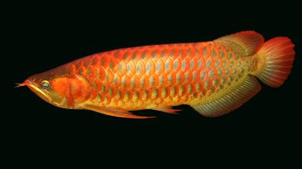 Spezielle paket verkauft asian Arowanas