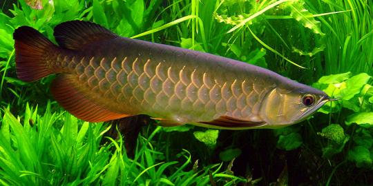 Spezielle paket verkauft asian Arowanas
