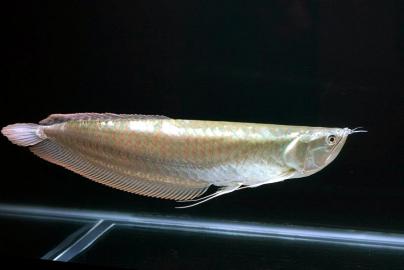 Spezielle paket verkauft asian Arowanas