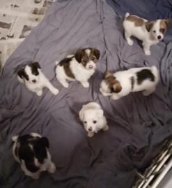Jack Russell  Welpen abzugeben
