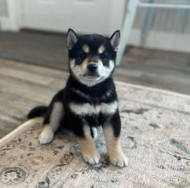 Wundersch�n Shiba Inu welpen